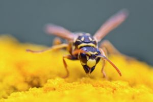 wasp
