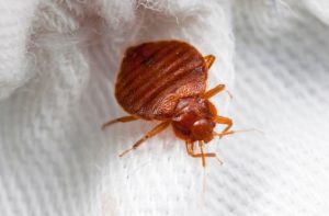 bed bug