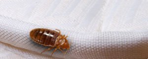 bed bug
