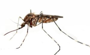 mosquito habits and risks