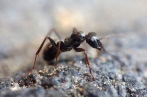 ant