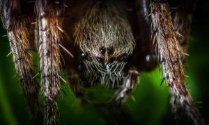 spider