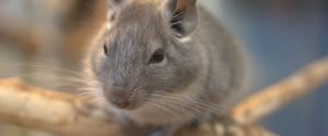 mouse