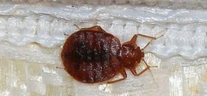bed bug