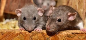 rats