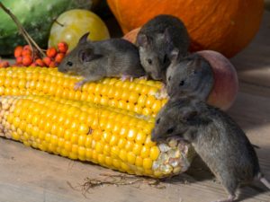 mice