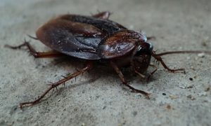 cockroach - sigma pest control
