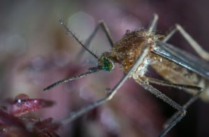 mosquito
