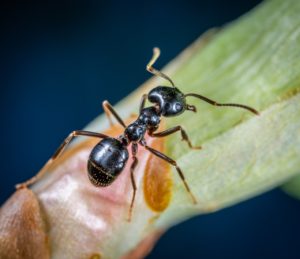 carpenter ant sigma pest control