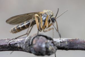 How to Defend Your Property Against Mosquitoes