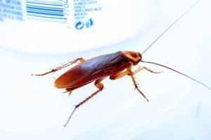 What attracts cockroaches