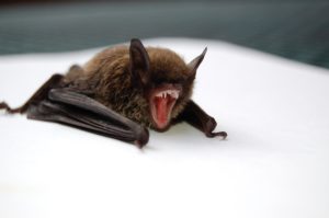 Bats in my house