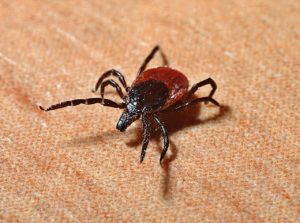 tick control