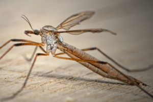 mosquito
