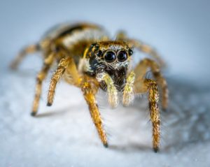 wolf spider sigma pest control