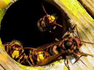 hornets sigma pest control