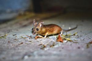 the house mouse sigma pest control