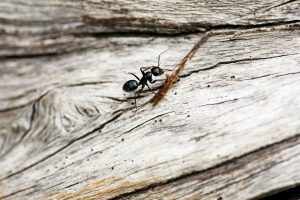 get rid of ants