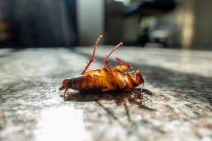 exterminator