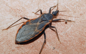 kissing bugs