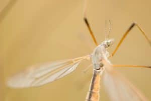 mosquito activity