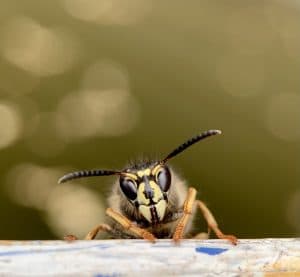 Wasps in the yard