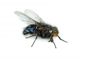 fly lands in your food
