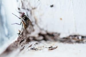pest proofing your home