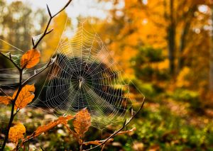 Pests in the Fall