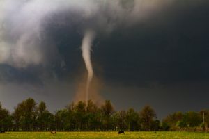 pests during storms