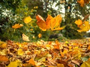 fall pest control services