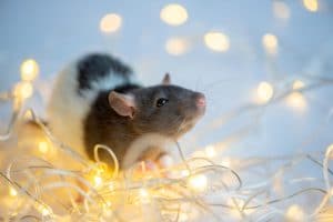 winter pest prevention