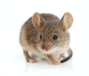 prevent rodents