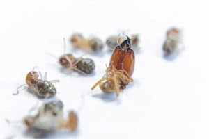 termite activity during winter