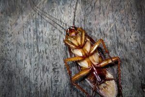 pest prevention