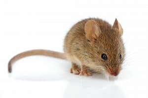 things that attract rodents