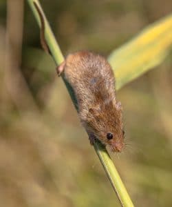 keep mice out