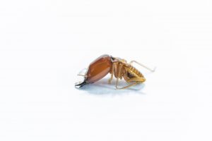 termites during winter