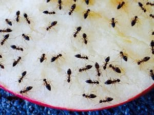 Ant Species that Invade Your Home