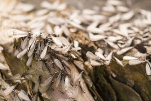 how to identify termites