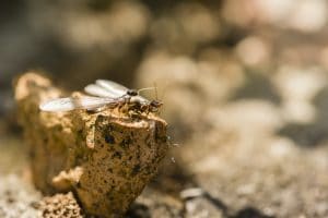 termite prevention tips