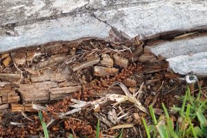 common signs of termites