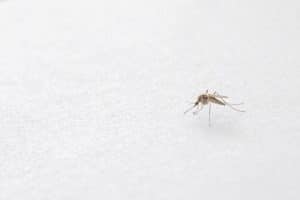 Keeping mosquitoes away from your pool
