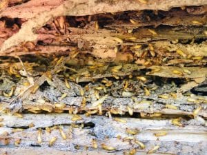 termite behavior
